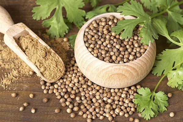 Coriander